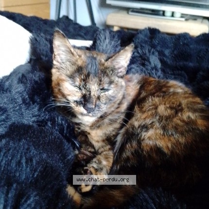 Foto 1/1 dina Kat vermist in Kampenhout