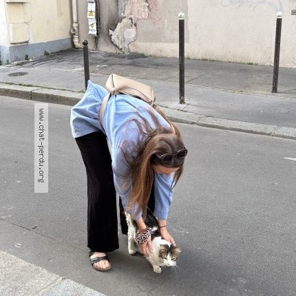 Photo 1/1 Found cat Found in Paris