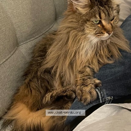 Photo 1/1 Romy Cat lost in Herblay