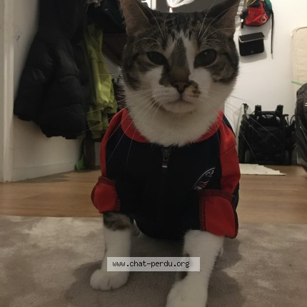 Photo 1/1 FILOU Cat lost in Paris