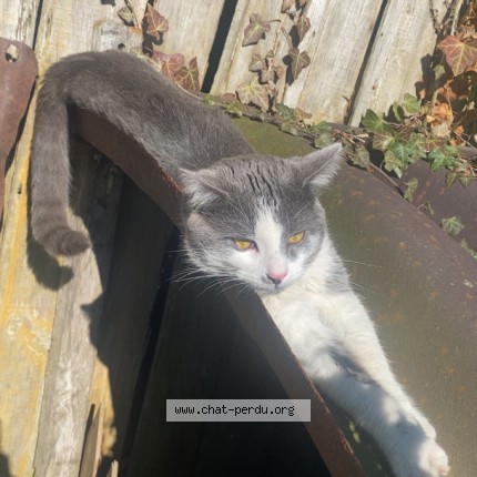 Photo 1/1 Ayo Cat lost in Mesnil Saint Georges
