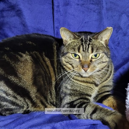 Photo 1/1 Tsuki Cat lost in Marsac Sur Don