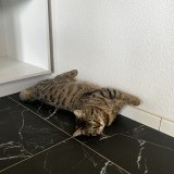 mimi