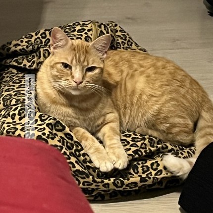 Photo 1/1 Cacahu&egrave;te Cat lost in Lalongue