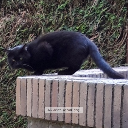 Photo 1/1 Found cat Found in Orleans