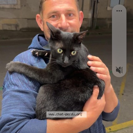 Photo 1/1 Found cat Found in Ales