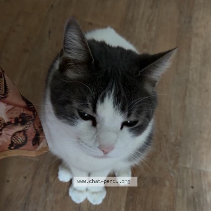 Picture of cat lost at Marseille