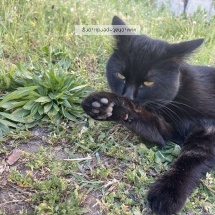 Photo 1/4 Found cat Found in Lyon