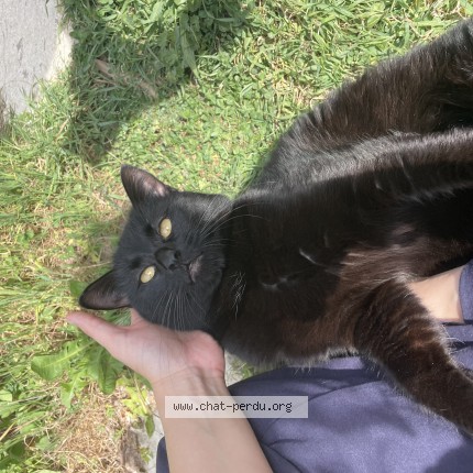 Photo 3/4 Found cat Found in Lyon