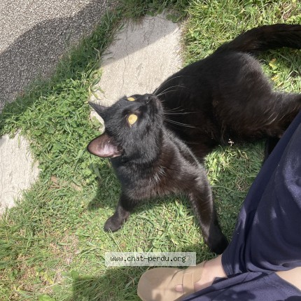 Photo 4/4 Found cat Found in Lyon