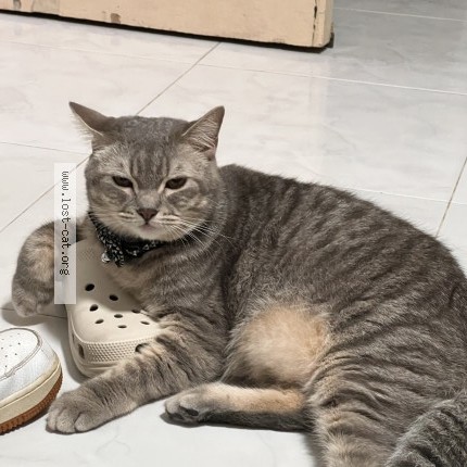 Photo 1/1 Syawal Cat lost in Singapore