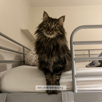 Foto einer verlorenen Katze in Lausanne