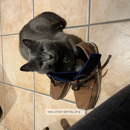 Photo of a cat found in Payerne