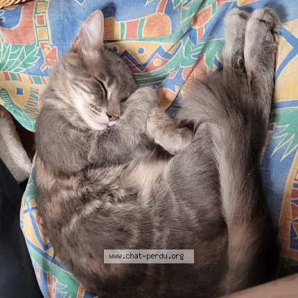 Photo 1/1 Reunited cat Lost in Montbouy