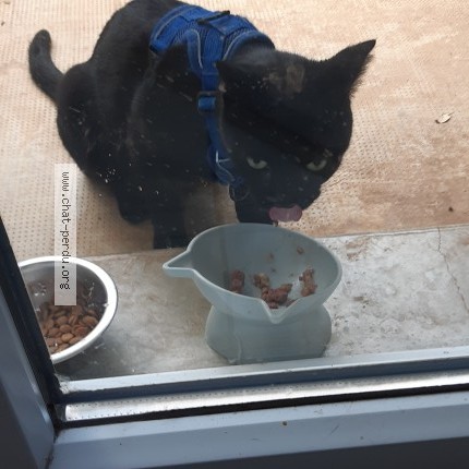 Photo 1/1 Found cat Found in Cahors