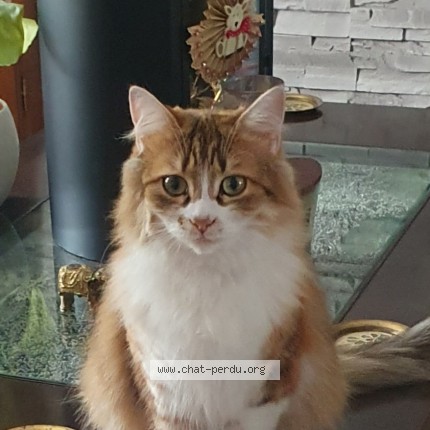 Photo of a cat found in Berck