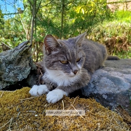 Photo 1/1 Found cat Found in Ammerschwihr