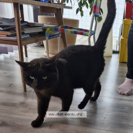 Photo 1/1 Found cat Found in Cadillac