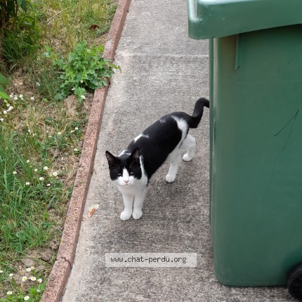 Photo 1/1 Found cat Found in Ambes