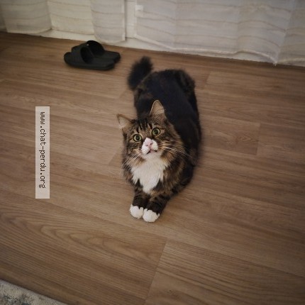 Photo 1/1 Atlas Cat lost in Le Kremlin Bicetre