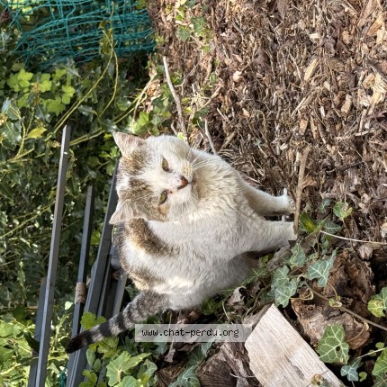 Foto 1/1 Kat gevonden Gevonden in Jalhay