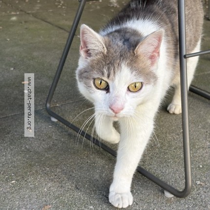 Photo 1/1 Found cat Found in Nimes
