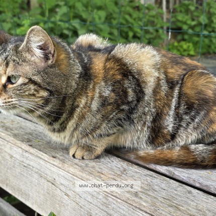Foto 1/1 Gefundene Katze Gefunden in Chatillens