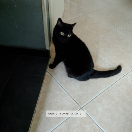 Photo of a cat found in Moulines