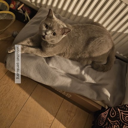 Foto van vermiste kat in Braine L Alleud