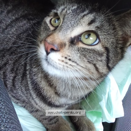 Photo 1/1 Found cat Found in Verac