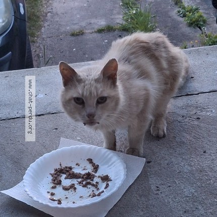 Photo 1/1 Found cat Found in Sin Le Noble