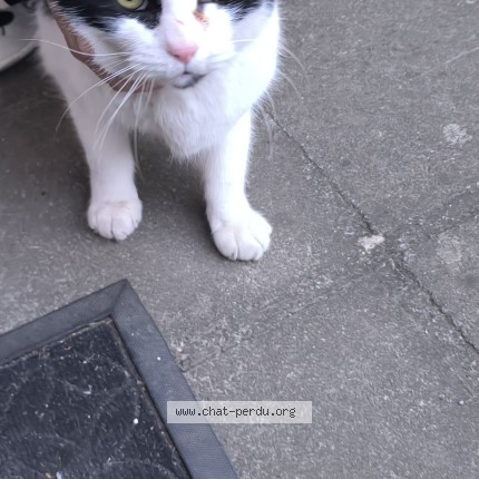 Foto van gevonden kat in Nivelles