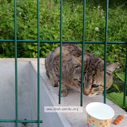 Photo 1/1 Found cat Found in Viroflay