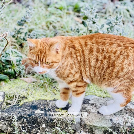 Photo 1/1 Roudoudou Cat lost in La Turballe