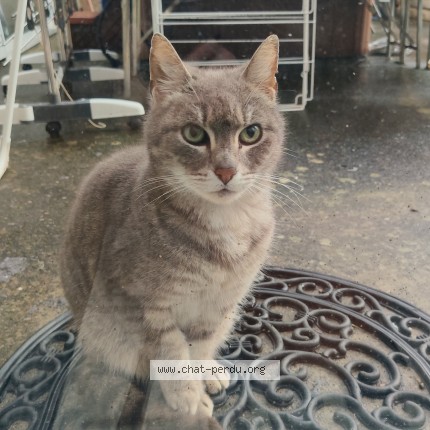 Photo 1/1 Found cat Found in Enchenberg