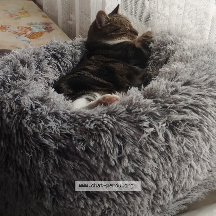 Photo of a cat found in Amiens
