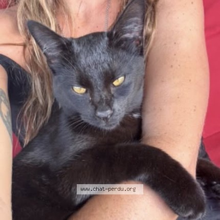 Photo of a cat found in Saint Barthelemy