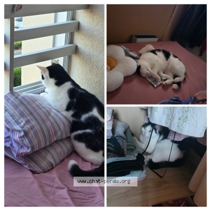Photo of a cat found in Limoges