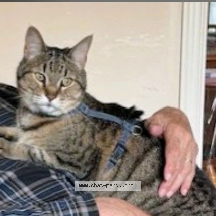 Photo 1/1 kiti Cat lost in St Bruno