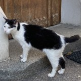 Mimi