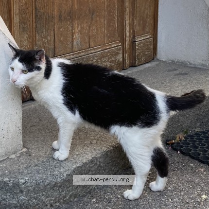 Foto 1/1 Mimi Katze verloren in Lausanne
