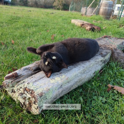Photo of a cat found in Sanguinet
