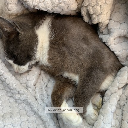 Photo 1/1 Found cat Found in Ozee