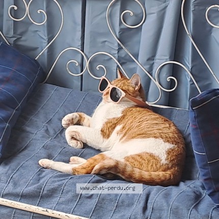 Photo 1/1 Doudou Cat lost in 34560 Villeveyrac