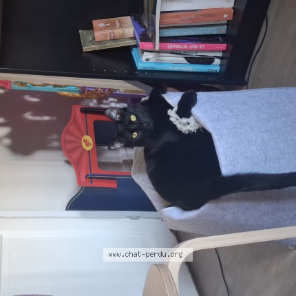 Photo of a cat found in Saint Denis D Anjou
