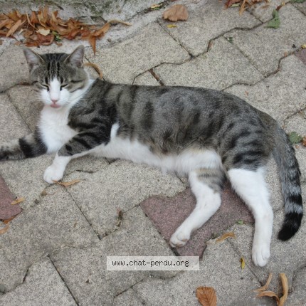 Photo 1/1 Pedro Cat lost in Portes Les Valence