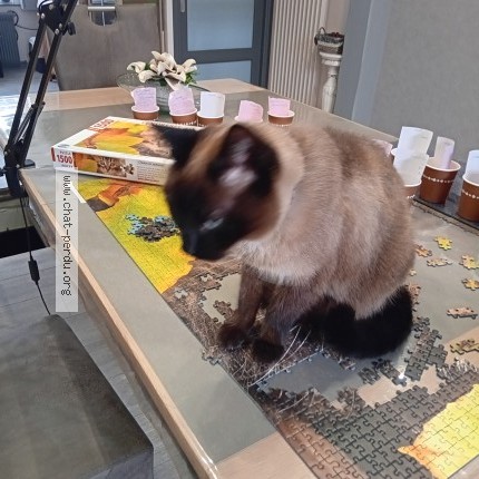 Photo of a cat found in Croix