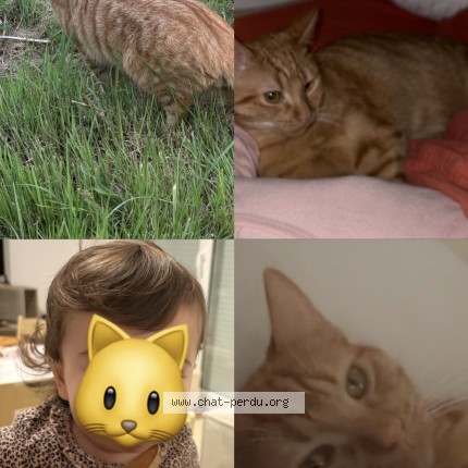 Picture of cat lost at Genissac