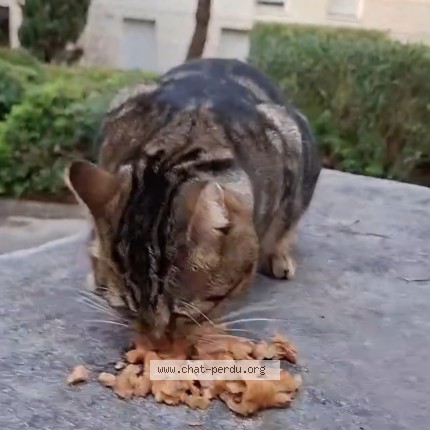Photo 1/1 Found cat Found in Montpellier