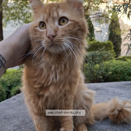 Picture of cat found at Montpellier